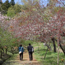 通り抜けの桜