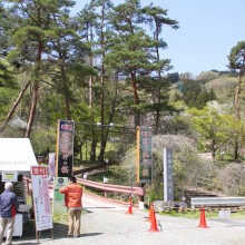 通り抜けの桜