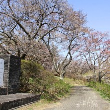 美の山桜