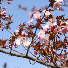 美の山桜