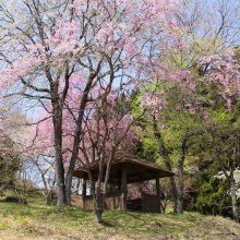 美の山桜