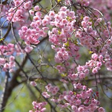 美の山桜