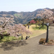 美の山桜