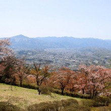 美の山桜