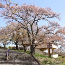 美の山桜