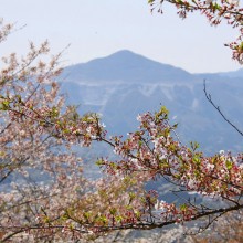 美の山桜