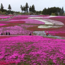 芝桜の丘