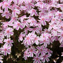 芝桜の丘