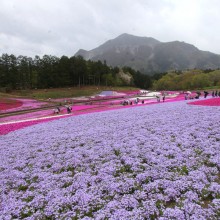 芝桜の丘