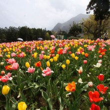 芝桜の丘