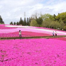 芝桜の丘