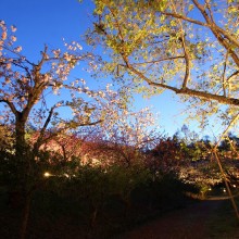 通り抜けの桜ライトアップ