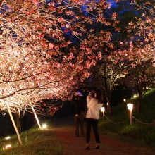 通り抜けの桜ライトアップ