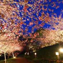 通り抜けの桜ライトアップ