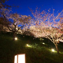 通り抜けの桜ライトアップ