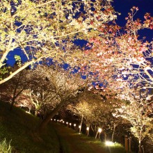 通り抜けの桜ライトアップ