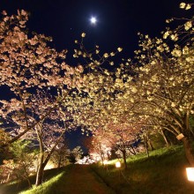 通り抜けの桜ライトアップ