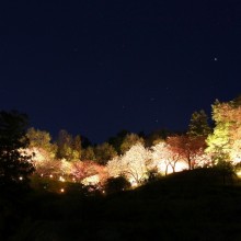 通り抜けの桜ライトアップ