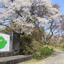 美の山桜