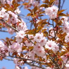 美の山桜