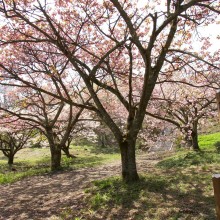 美の山桜