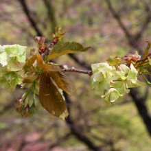 美の山桜