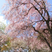 美の山桜