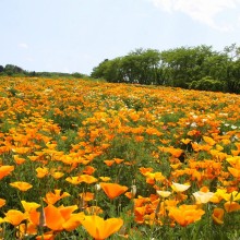 花の里ハナビシソウ園