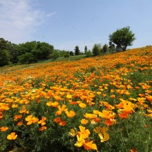 花の里ハナビシソウ園