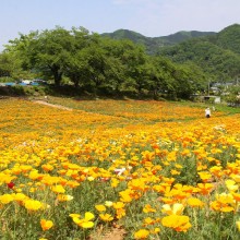 花の里ハナビシソウ園