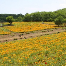 花の里ハナビシソウ園