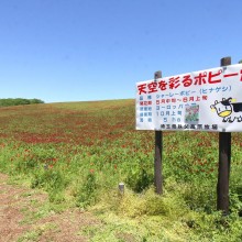 天空を彩るポピー