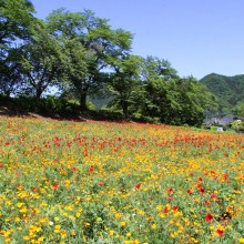 花の里ハナビシソウ