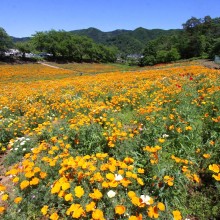 花の里ハナビシソウ