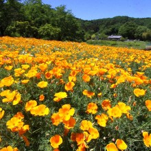 花の里ハナビシソウ