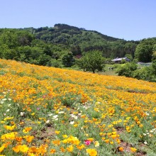 花の里ハナビシソウ