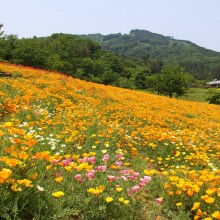 花の里ハナビシソウ