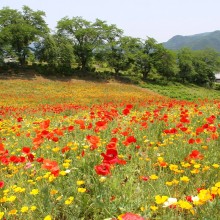 花の里ハナビシソウ