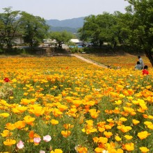 花の里ハナビシソウ