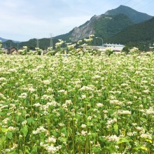 ちちぶ花見の里 そばの花