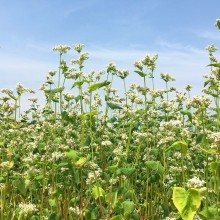 ちちぶ花見の里 そばの花