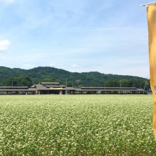 ちちぶ花見の里 そばの花