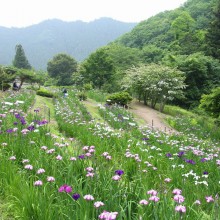 両神花菖蒲園