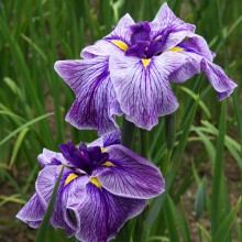 両神花菖蒲園