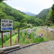 両神花菖蒲園