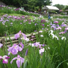 両神花菖蒲園