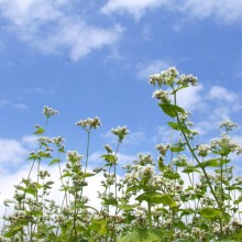 そばの花