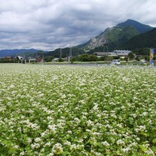 そばの花