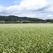 そばの花