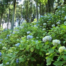 金沢浦山アジサイ